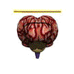 FAL.net - animated brain scan, by T. Working